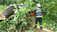 hasiči stromy 5583bcz